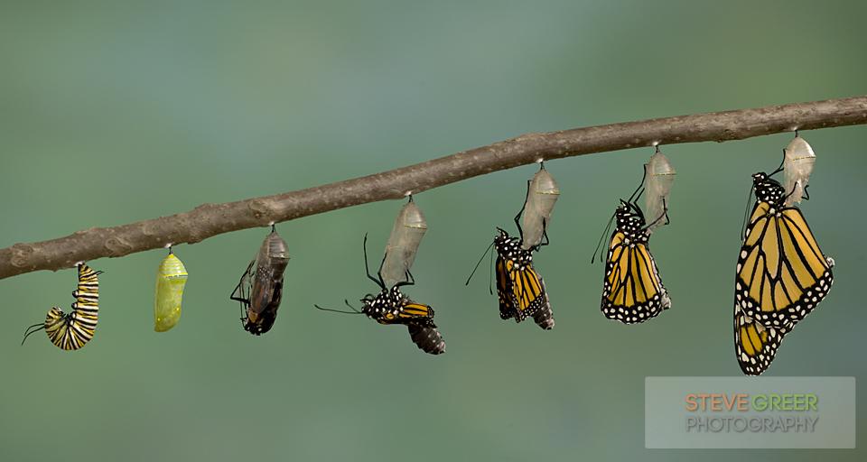 Monarch Butterfly emerging from it's chrysalis