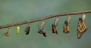 Monarch Butterfly emerging from it's chrysalis